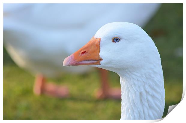 Goose Profile Print by Mark  F Banks