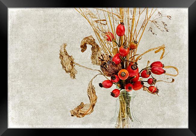 Rosehips and Grasses Framed Print by Ann Garrett