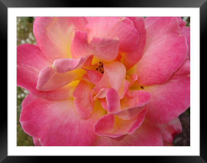 Pink flower  Framed Mounted Print by Ankit Mahindroo