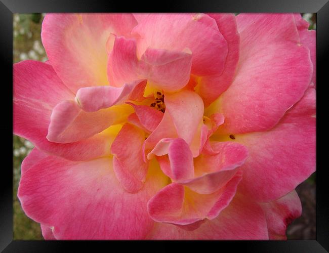 Pink flower  Framed Print by Ankit Mahindroo