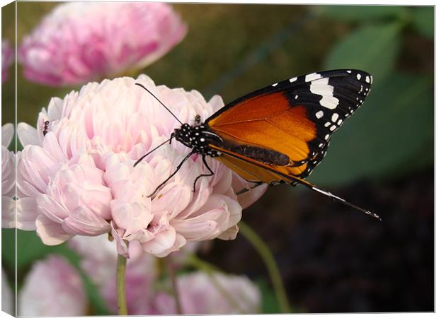 A Butterfly on a pink flower  Canvas Print by Ankit Mahindroo