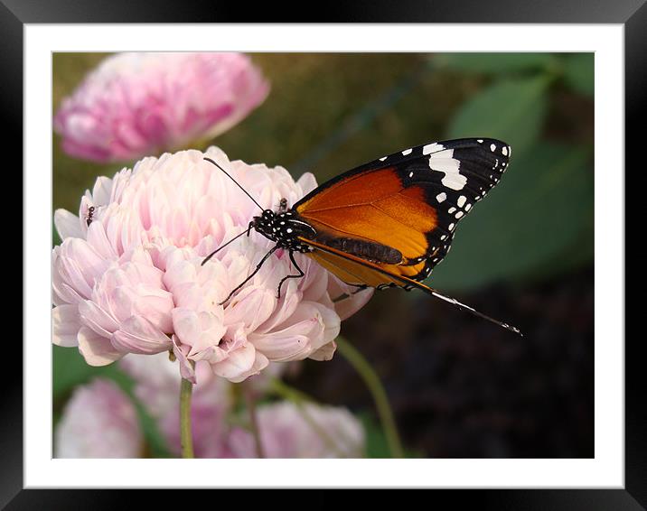 A Butterfly on a pink flower  Framed Mounted Print by Ankit Mahindroo