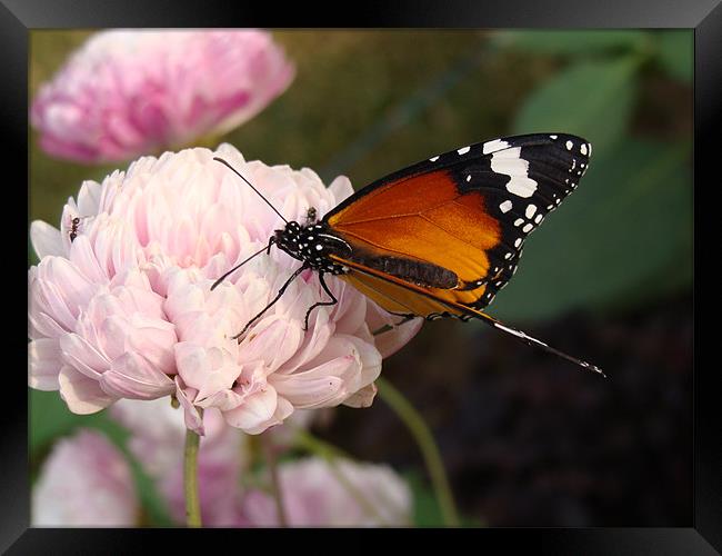 A Butterfly on a pink flower  Framed Print by Ankit Mahindroo