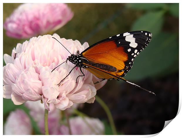 A Butterfly on a pink flower  Print by Ankit Mahindroo