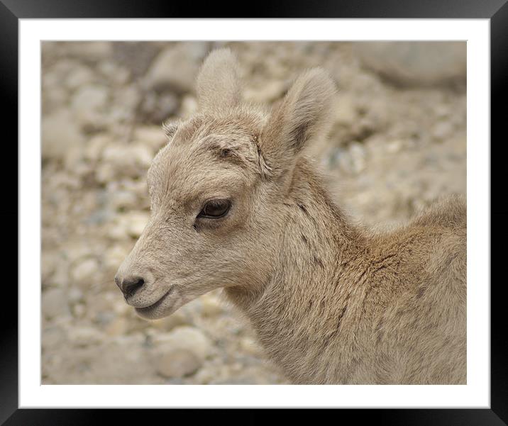 Baby Mountain Sheep Framed Mounted Print by Mary Lane