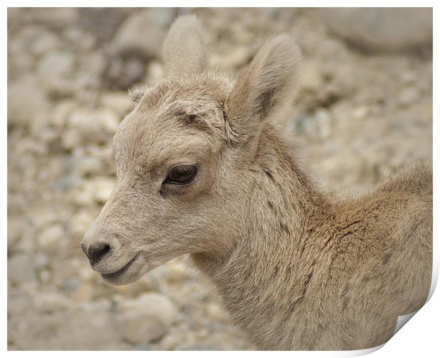 Baby Mountain Sheep Print by Mary Lane