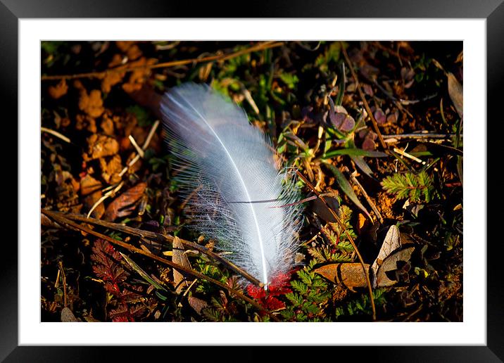 Lonely Feather Framed Mounted Print by Doug Long