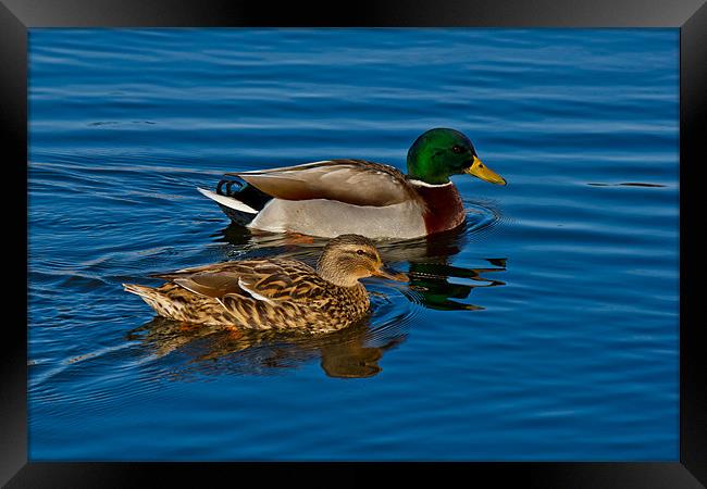 Going for a Swim Framed Print by Doug Long