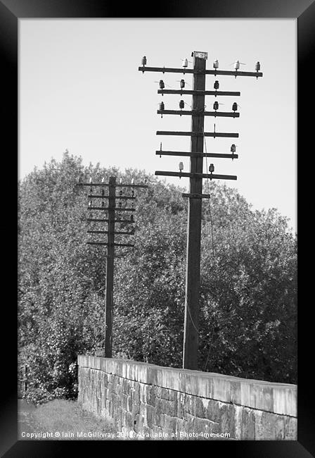 Telegraph Poles Framed Print by Iain McGillivray