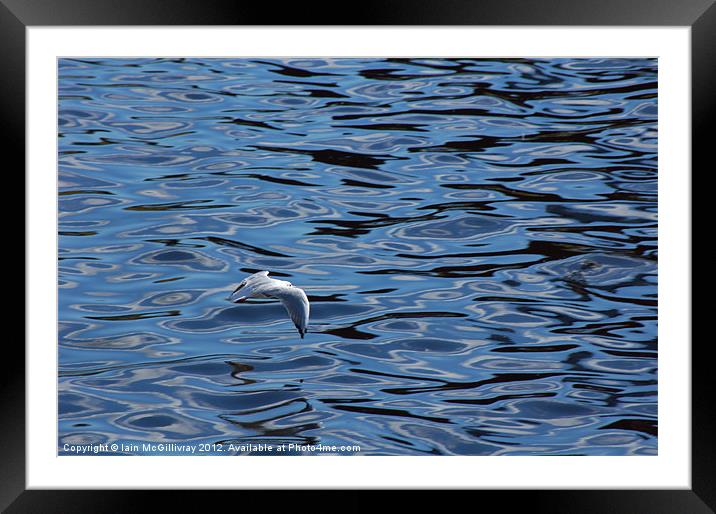 Seagull Over Water Framed Mounted Print by Iain McGillivray