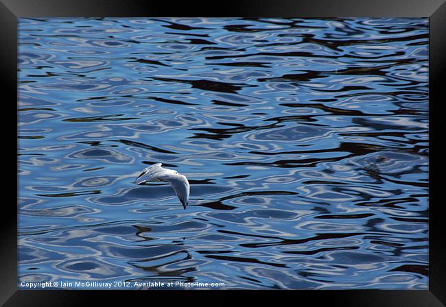 Seagull Over Water Framed Print by Iain McGillivray