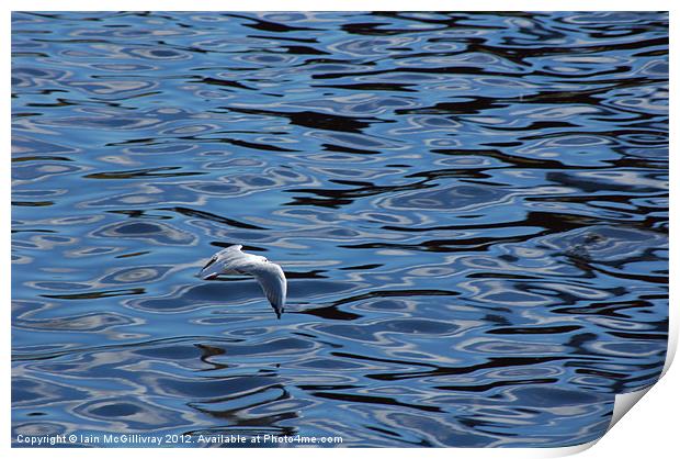 Seagull Over Water Print by Iain McGillivray