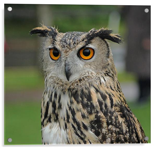 European Eagle Owl Acrylic by Tony Murtagh