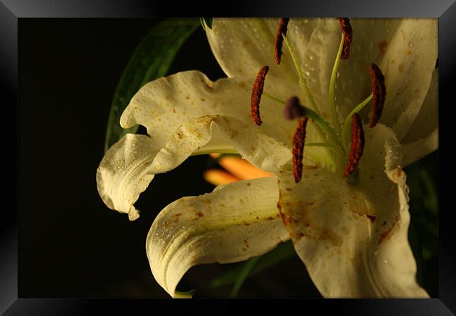 Evening Lite Lilly Framed Print by Abigail Long