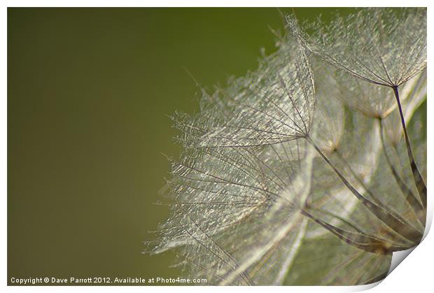 Dandelion Dreams Print by Daves Photography