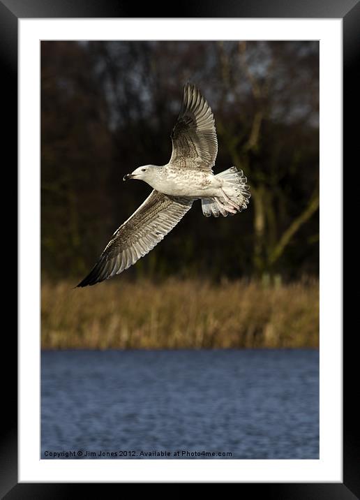 Gull in flight Framed Mounted Print by Jim Jones