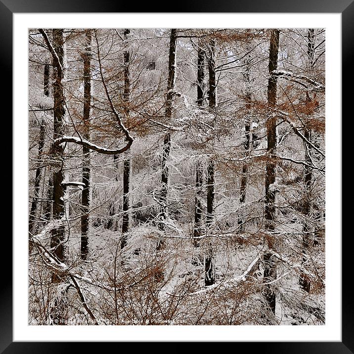 Winter Larch Framed Mounted Print by Creative Photography Wales