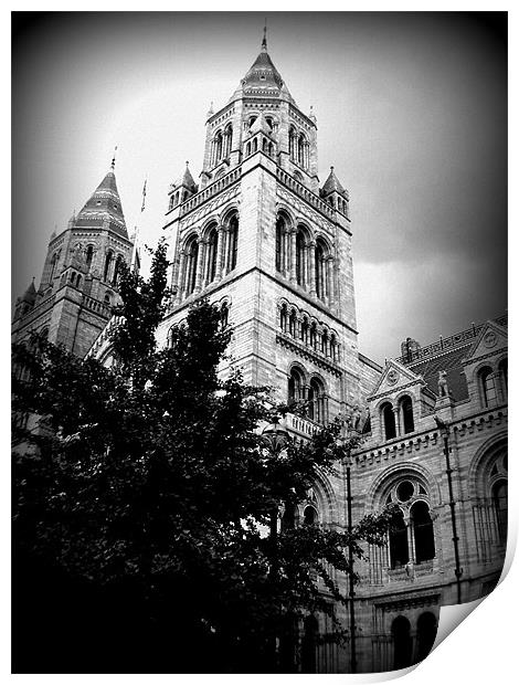 natural history museum Print by trudi green
