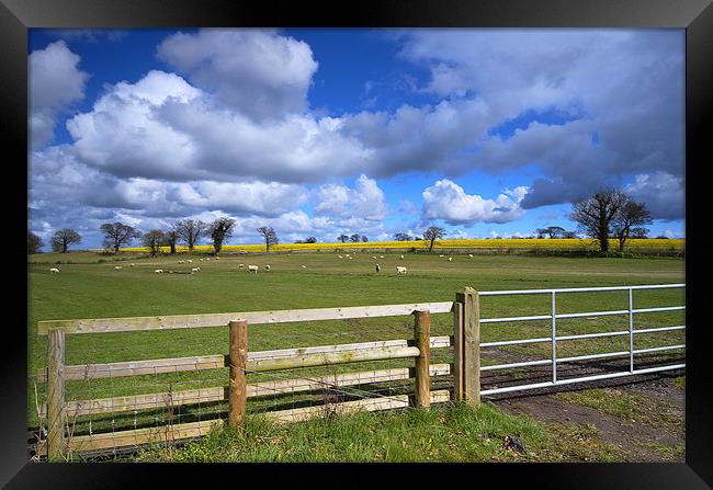 Spring sheep Framed Print by Paul Nichols