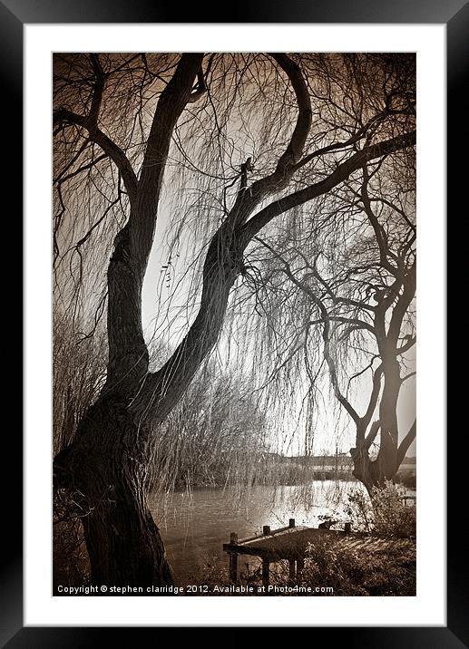 Weeping willow 1 Framed Mounted Print by stephen clarridge