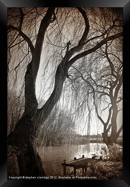 Weeping willow 1 Framed Print by stephen clarridge