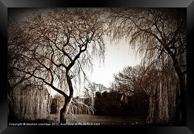 Weeping willow 2 Framed Print by stephen clarridge