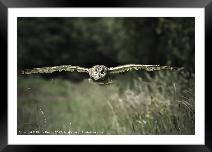 Short Eared Owl in Flight Framed Mounted Print by Philip Pound