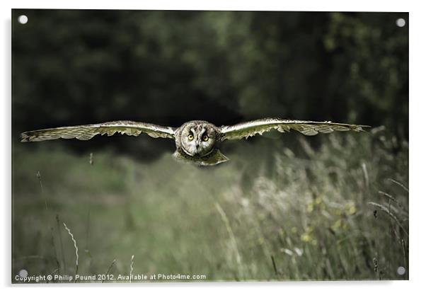Short Eared Owl in Flight Acrylic by Philip Pound