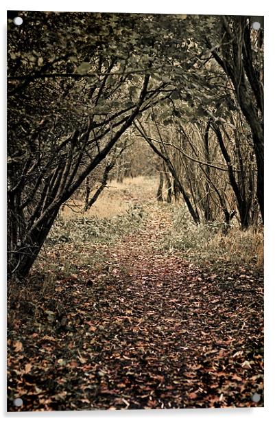 a woodland walk Acrylic by meirion matthias
