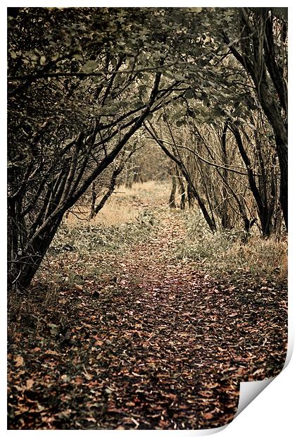 a woodland walk Print by meirion matthias