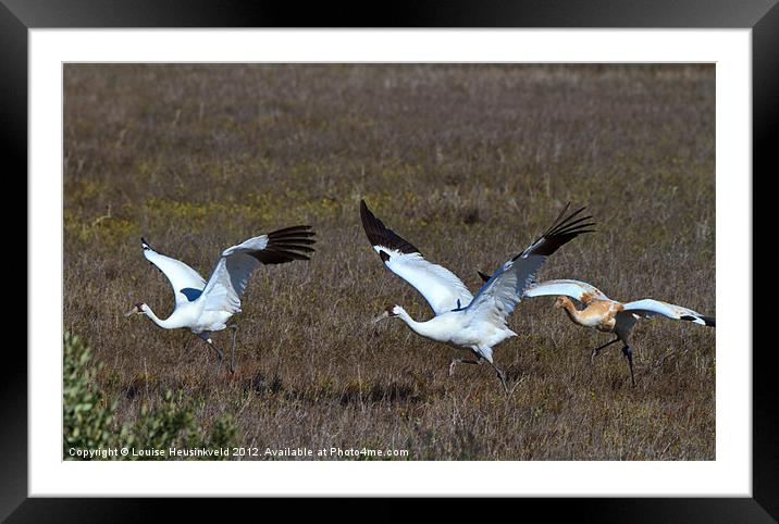 Whooping Cranes Framed Mounted Print by Louise Heusinkveld