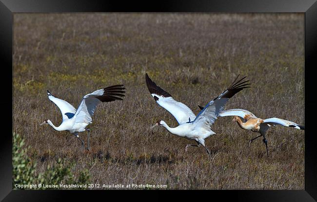 Whooping Cranes Framed Print by Louise Heusinkveld
