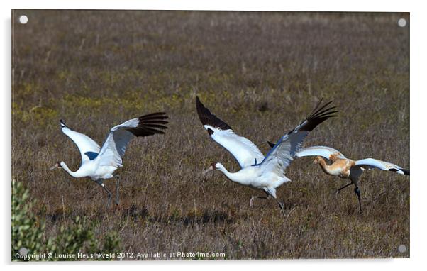 Whooping Cranes Acrylic by Louise Heusinkveld
