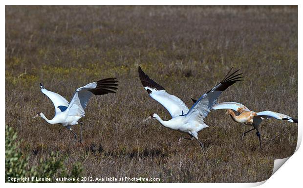 Whooping Cranes Print by Louise Heusinkveld