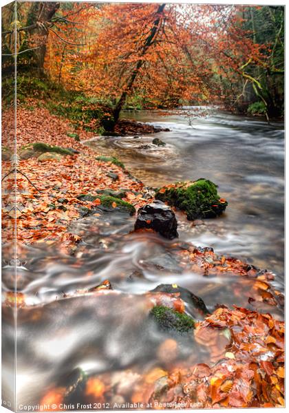 Winding away to Fingle Bridge Canvas Print by Chris Frost