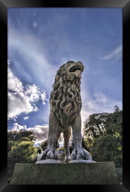 Just Lion in the Sun Framed Print by Fraser Hetherington
