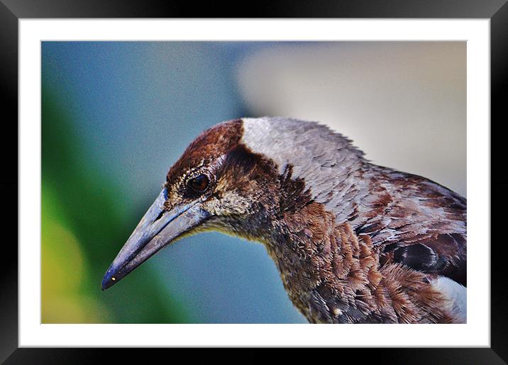 Australian Bird Framed Mounted Print by Laura Witherden