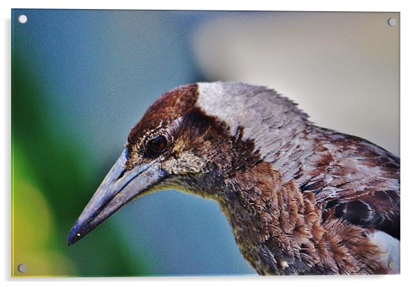 Australian Bird Acrylic by Laura Witherden