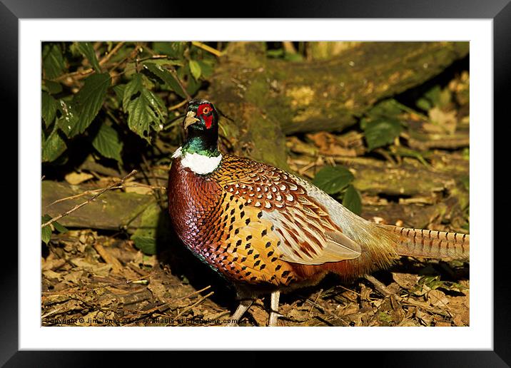 Ring-necked Pheasant (Phasianus colchicus) Framed Mounted Print by Jim Jones