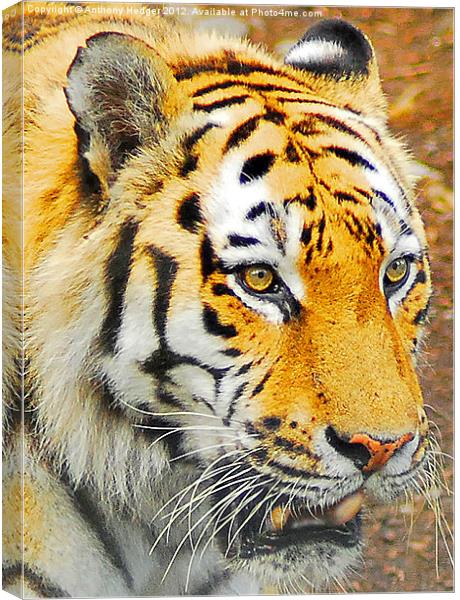 The Amur Tiger Canvas Print by Anthony Hedger