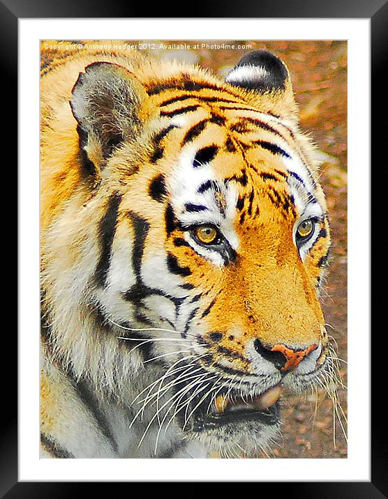 The Amur Tiger Framed Mounted Print by Anthony Hedger