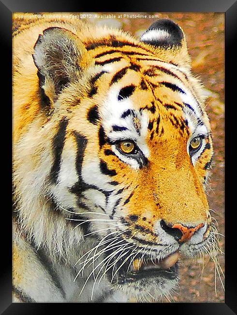 The Amur Tiger Framed Print by Anthony Hedger