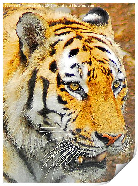 The Amur Tiger Print by Anthony Hedger