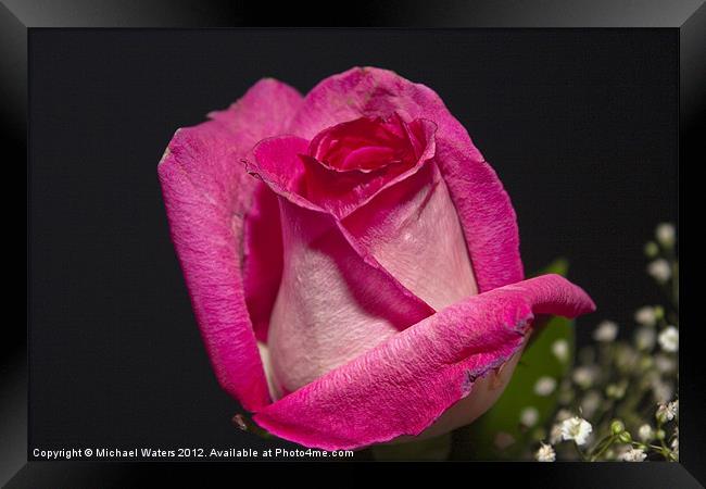 Pink Rose Framed Print by Michael Waters Photography
