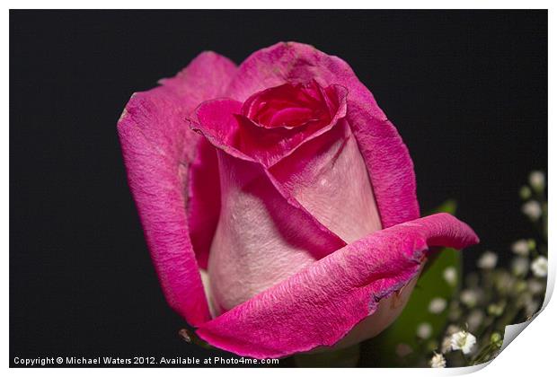 Pink Rose Print by Michael Waters Photography
