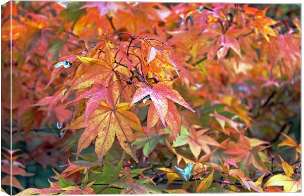 Autumn Leaves Canvas Print by Tony Murtagh