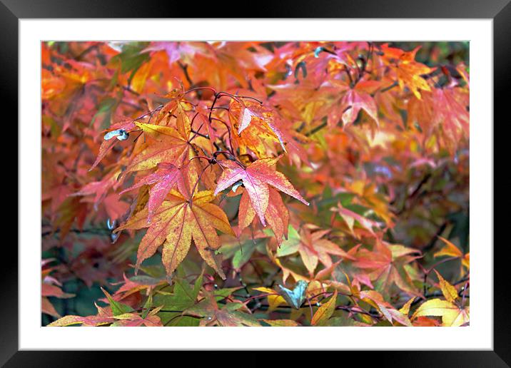 Autumn Leaves Framed Mounted Print by Tony Murtagh