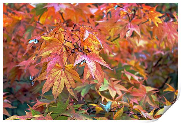 Autumn Leaves Print by Tony Murtagh