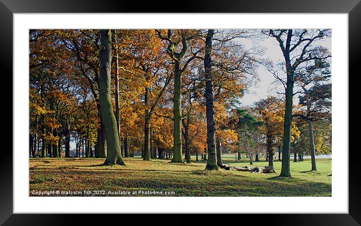 OAK WOOD. Framed Mounted Print by malcolm fish