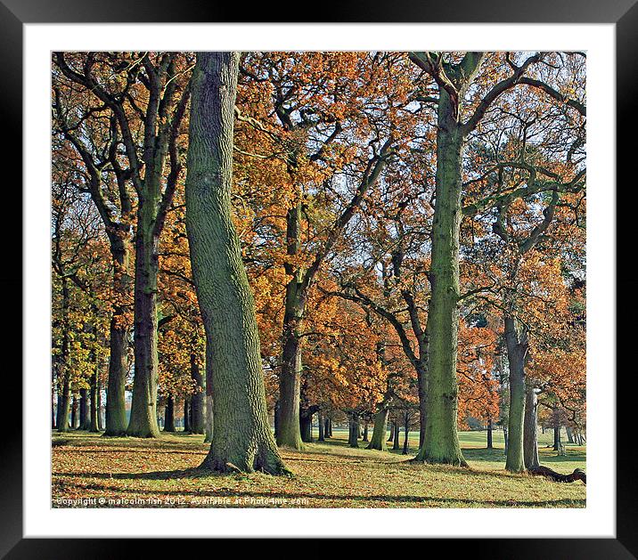 The Oak Wood Framed Mounted Print by malcolm fish